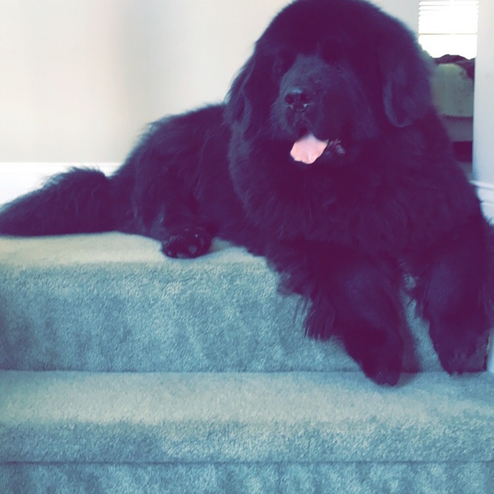 Meet your Posher, Riam